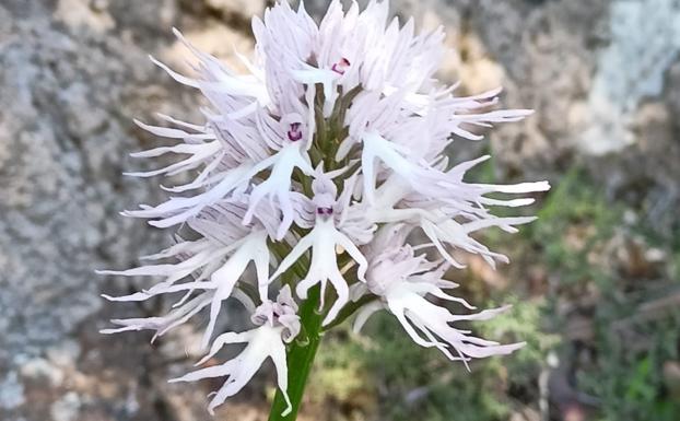 Imagen principal - Algunas imágenes de la II Ruta de las Orquídeas silvestres