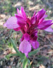 Imagen secundaria 2 - Algunas imágenes de la II Ruta de las Orquídeas silvestres