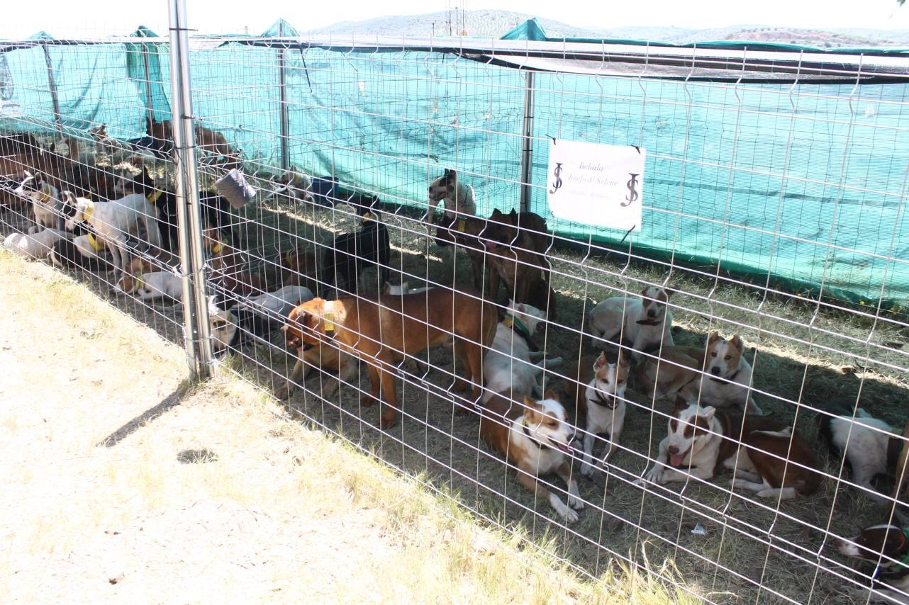 Fotos: VII Día del Cazador