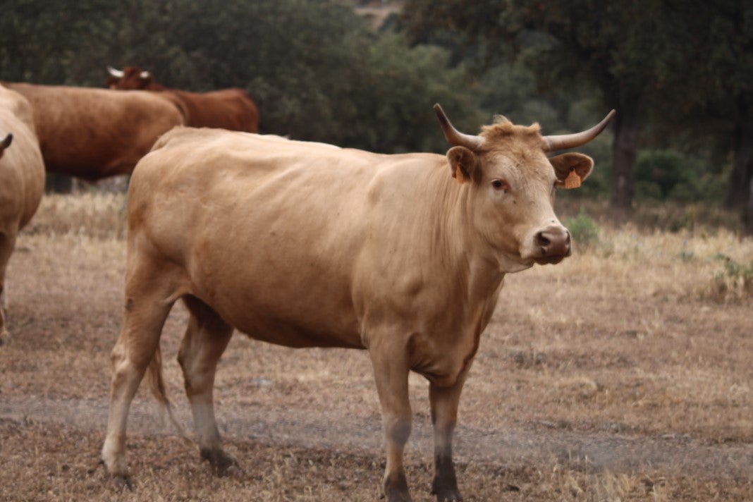 Fotos: XI 'Vive la Trashumancia' y III 'Feria del Queso Artesano' (IV)