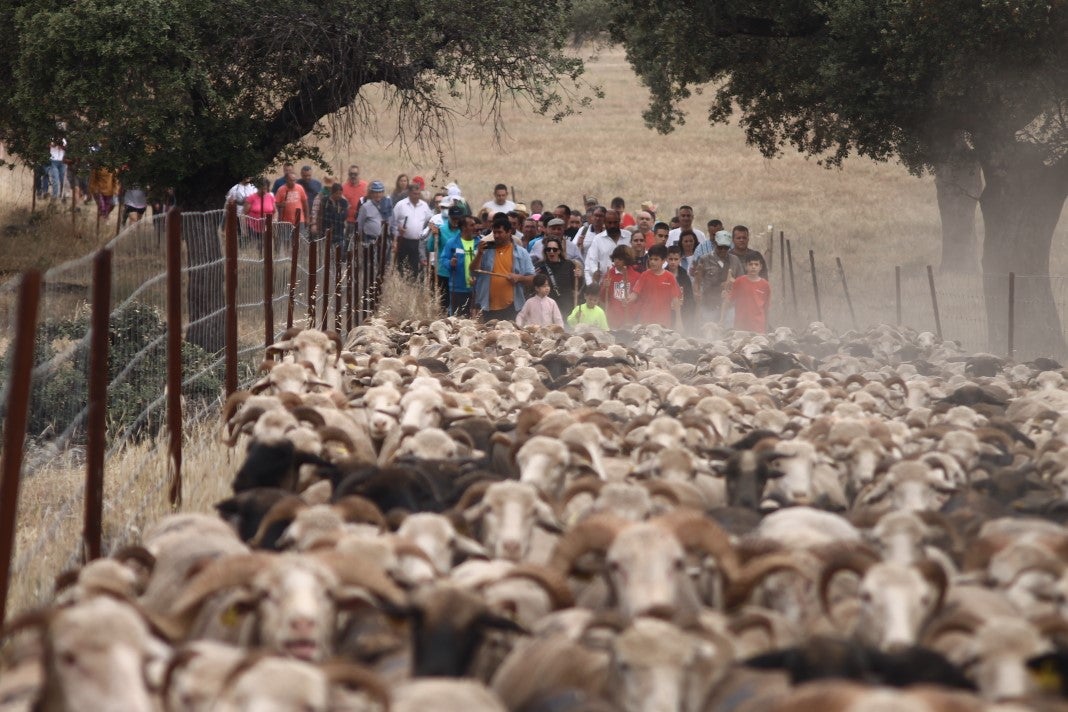 Fotos: XI 'Vive la Trashumancia' y III 'Feria del Queso Artesano' (IV)