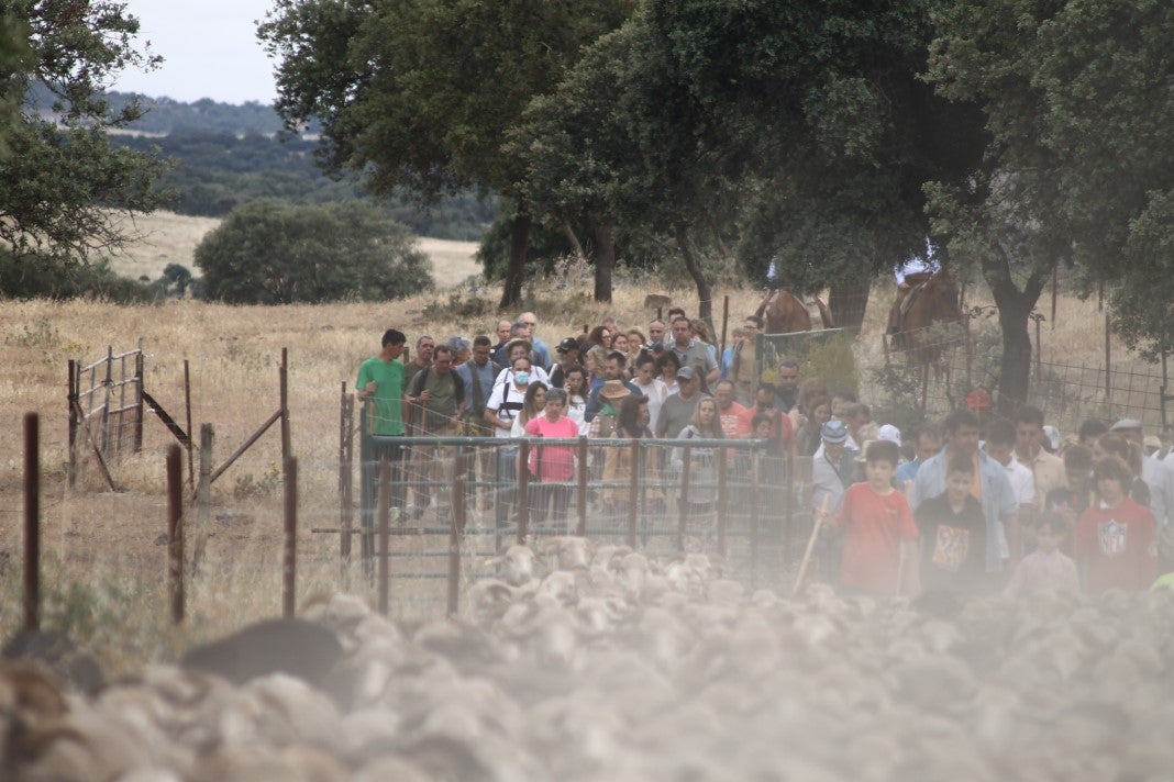 Fotos: XI 'Vive la Trashumancia' y III 'Feria del Queso Artesano' (IV)