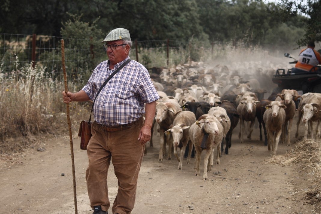 Fotos: XI 'Vive la Trashumancia' y III 'Feria del Queso Artesano' (IV)