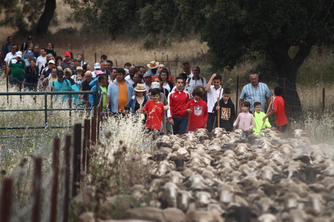 Fotos: XI 'Vive la Trashumancia' y III 'Feria del Queso Artesano' (IV)