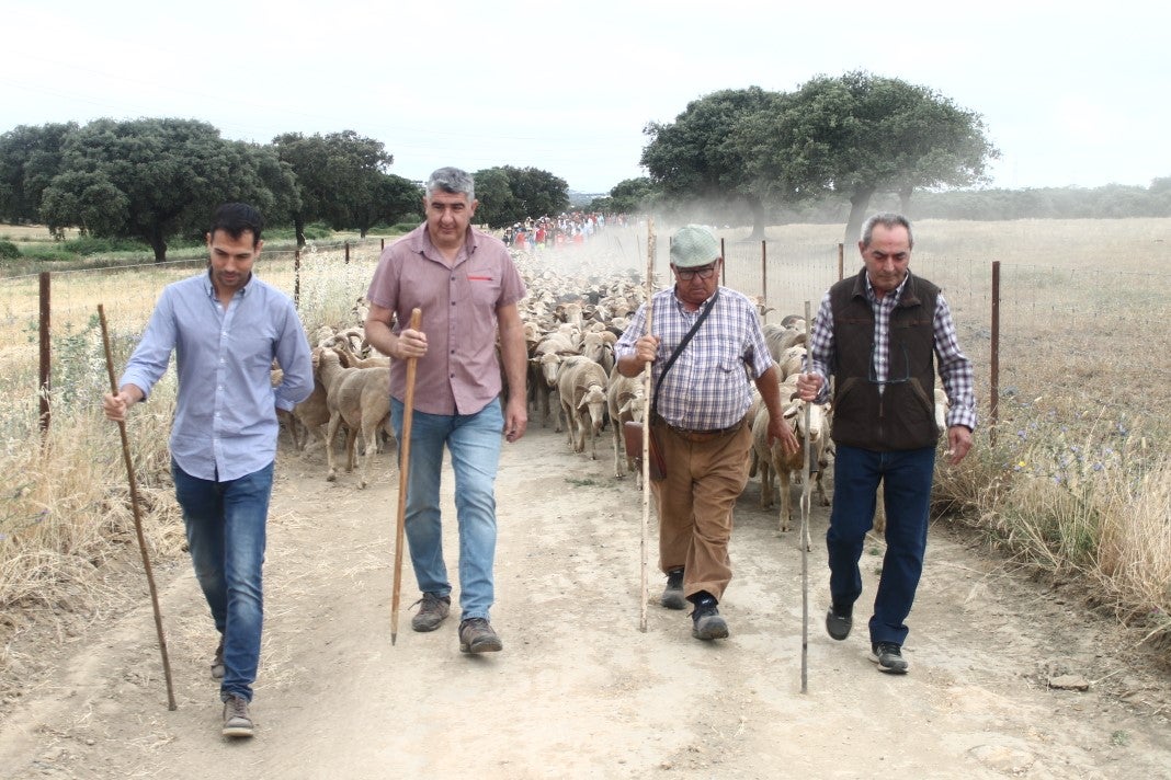 Fotos: XI 'Vive la Trashumancia' y III 'Feria del Queso Artesano' (IV)