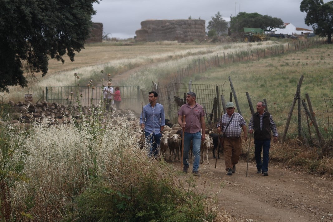 Fotos: XI 'Vive la Trashumancia' y III 'Feria del Queso Artesano' (IV)