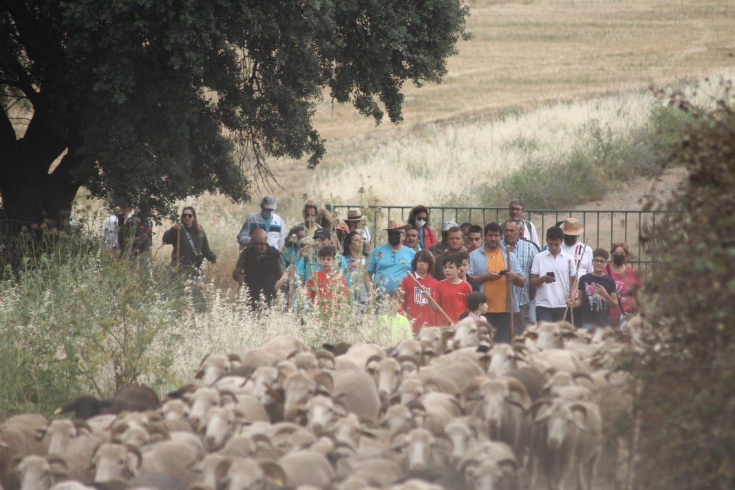 Fotos: XI 'Vive la Trashumancia' y III 'Feria del Queso Artesano' (IV)