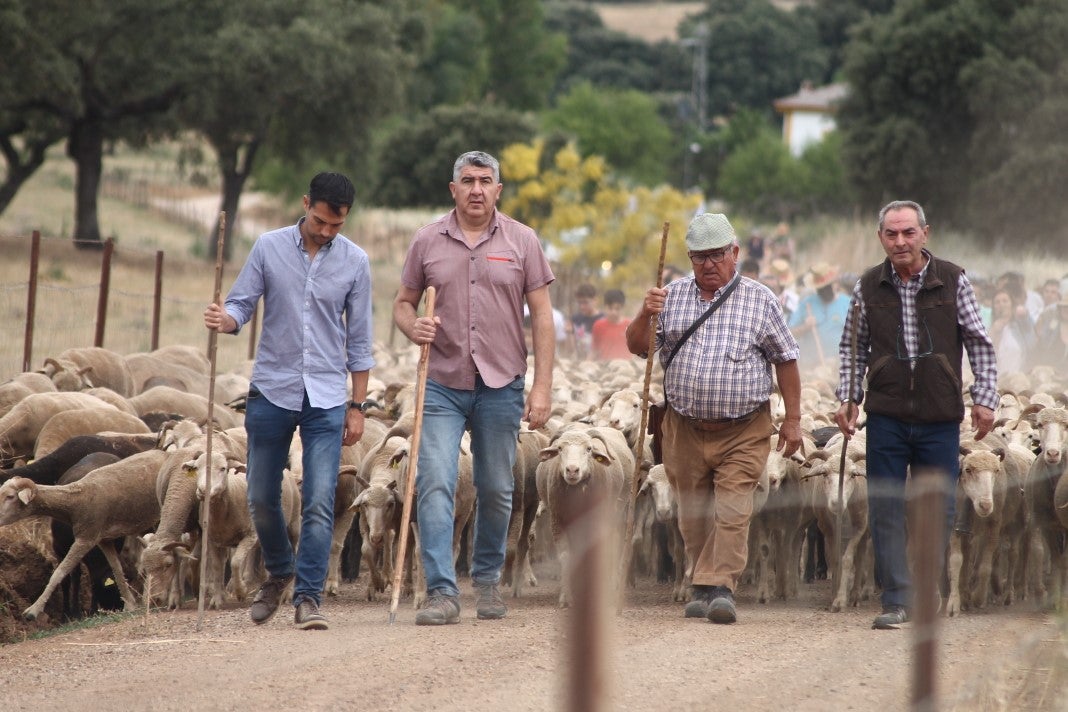 Fotos: XI 'Vive la Trashumancia' y III 'Feria del Queso Artesano' (IV)