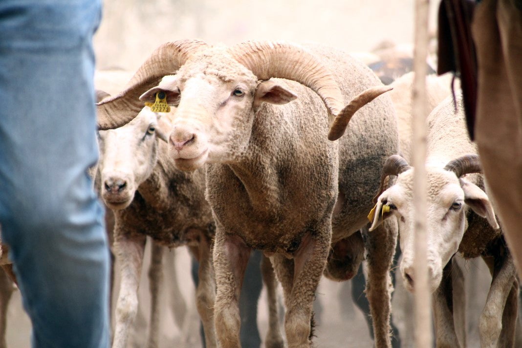 Fotos: XI 'Vive la Trashumancia' y III 'Feria del Queso Artesano' (IV)