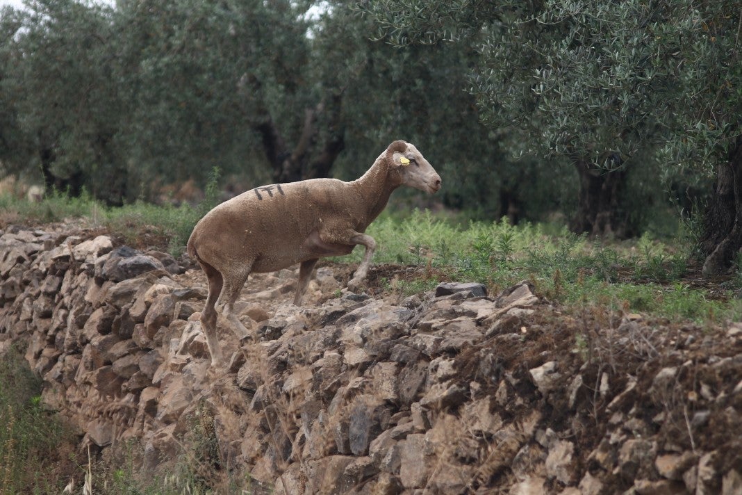 Fotos: XI 'Vive la Trashumancia' y III 'Feria del Queso Artesano' (IV)