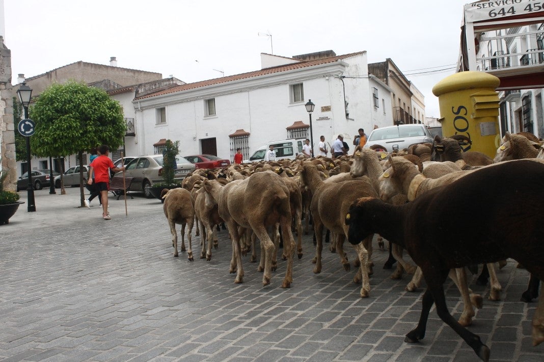 Fotos: XI 'Vive la Trashumancia' y III 'Feria del Queso Artesano' (IV)