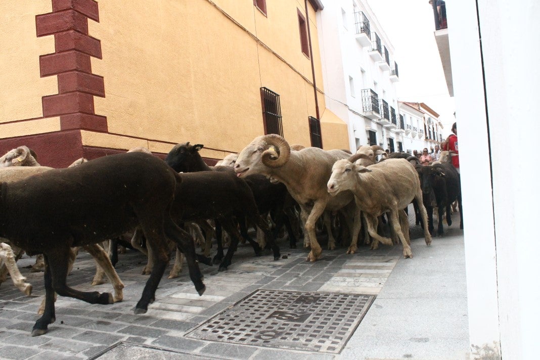 Fotos: XI 'Vive la Trashumancia' y III 'Feria del Queso Artesano' (IV)