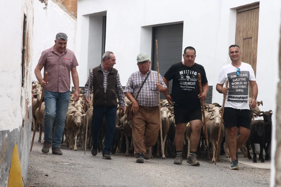 Fotos: XI &#039;Vive la Trashumancia&#039; y III &#039;Feria del Queso Artesano&#039; (IV)