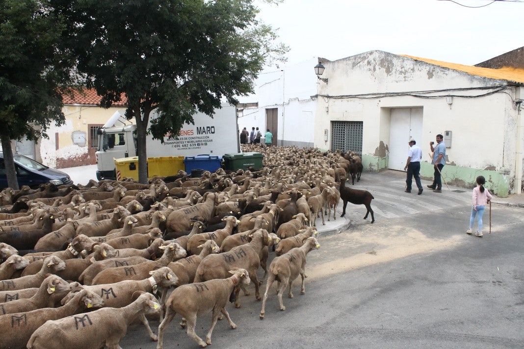 Fotos: XI 'Vive la Trashumancia' y III 'Feria del Queso Artesano' (IV)