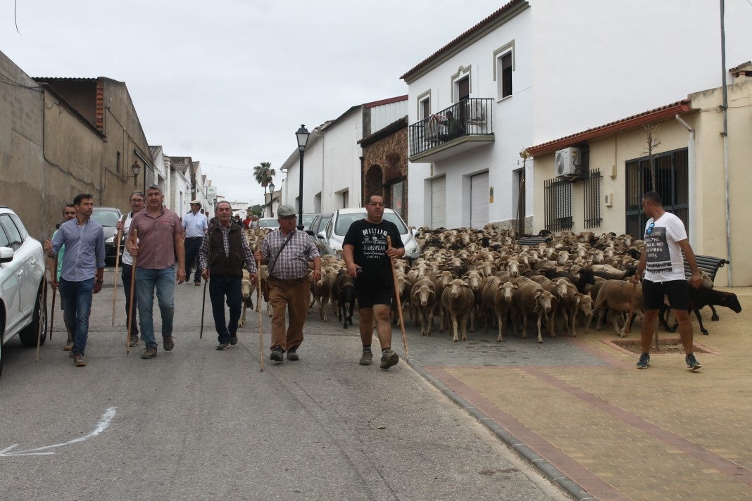 Fotos: XI 'Vive la Trashumancia' y III 'Feria del Queso Artesano' (IV)