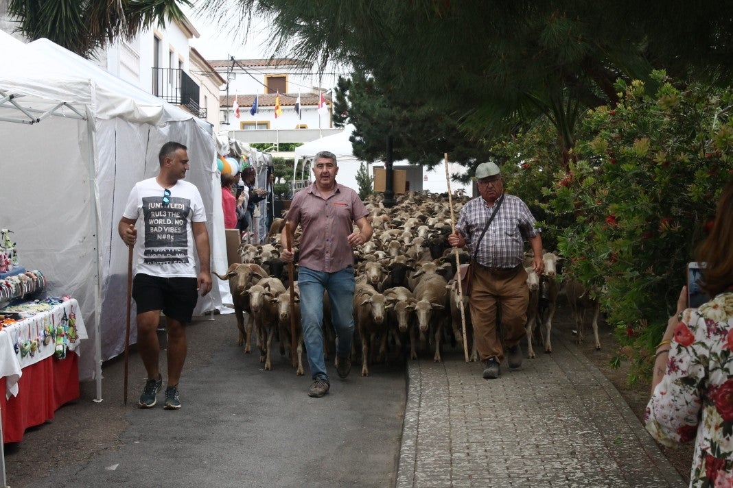 Fotos: XI 'Vive la Trashumancia' y III 'Feria del Queso Artesano' (IV)