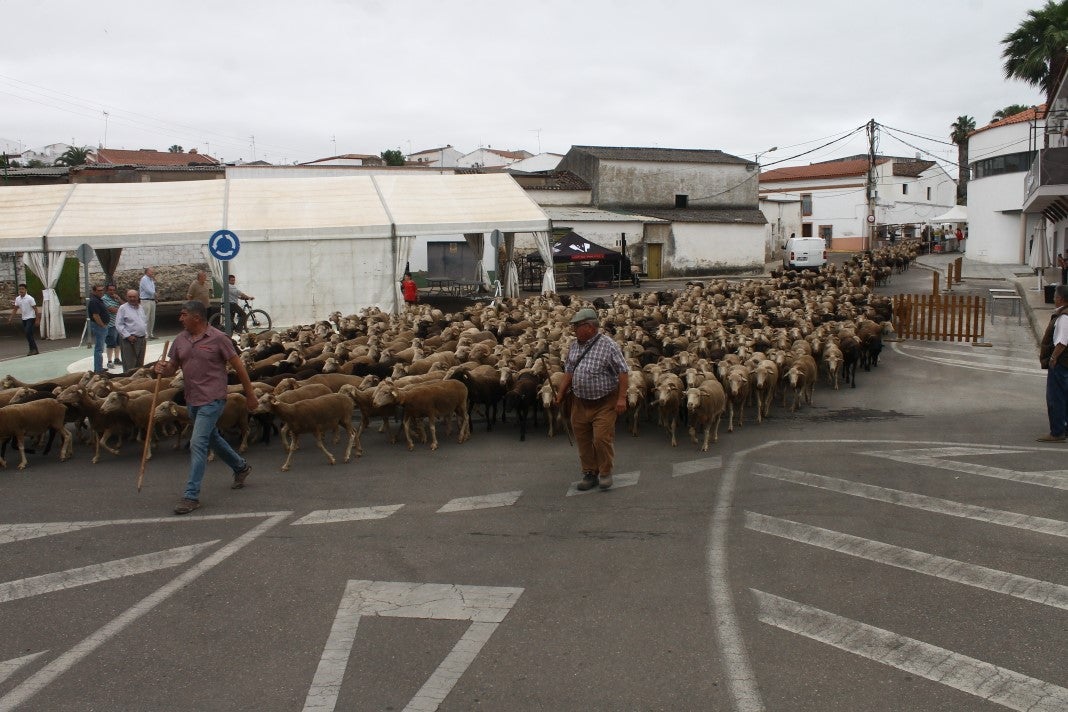 Fotos: XI 'Vive la Trashumancia' y III 'Feria del Queso Artesano' (IV)