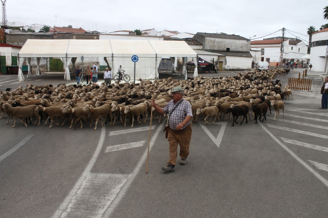 Fotos: XI 'Vive la Trashumancia' y III 'Feria del Queso Artesano' (IV)