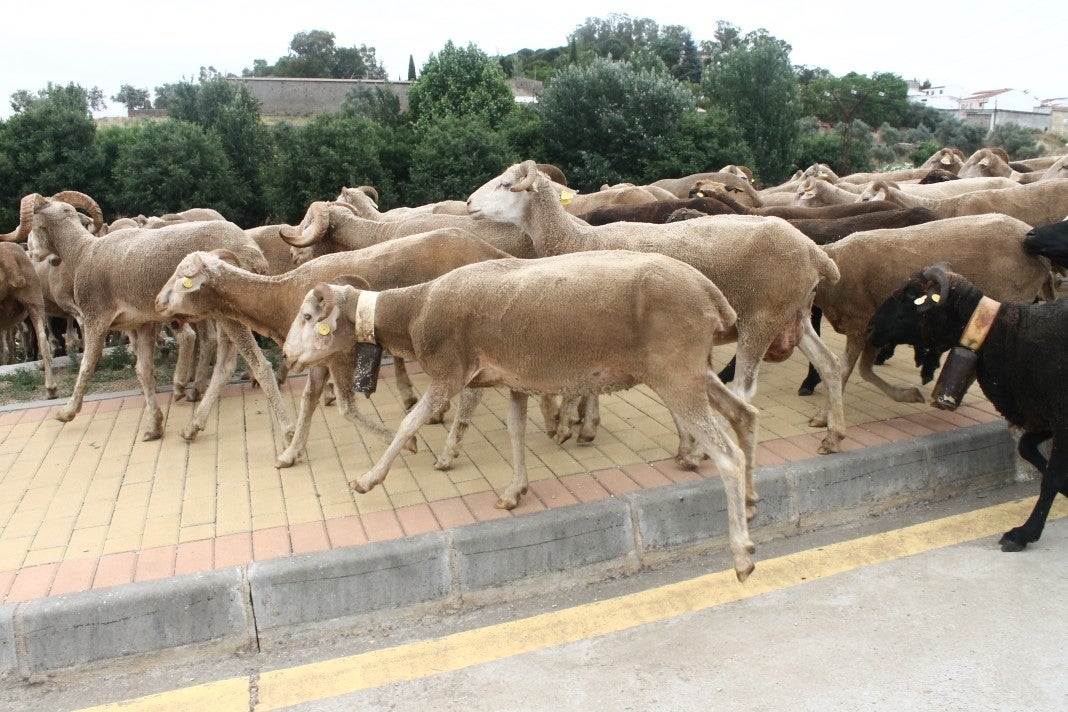 Fotos: XI 'Vive la Trashumancia' y III 'Feria del Queso Artesano' (V)