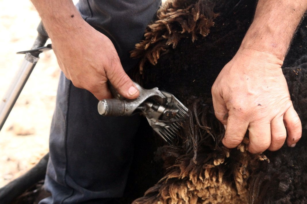 Fotos: XI 'Vive la Trashumancia' y III 'Feria del Queso Artesano' (V)