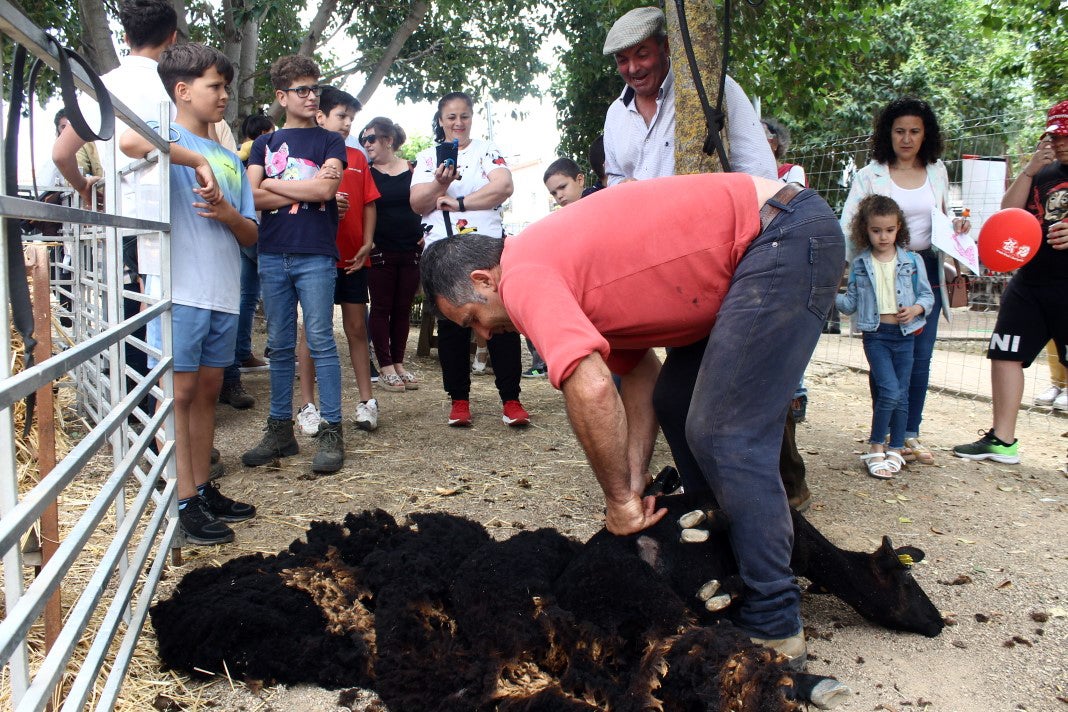 Fotos: XI 'Vive la Trashumancia' y III 'Feria del Queso Artesano' (V)