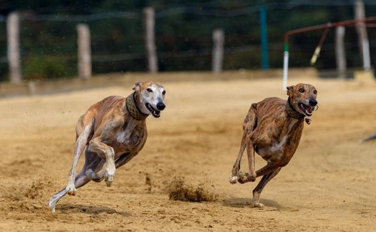 Carrera de Galgos: La Sociedad de Cazadores San Bartolomé organiza una carrera de galgos