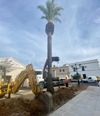 Trabajos para desplazar la palmera