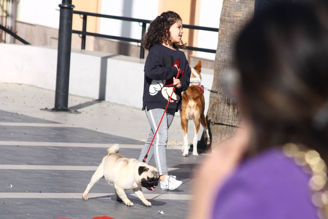Fotos: III Desfile Canino