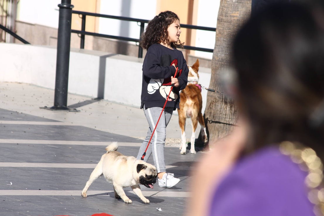 Fotos: III Desfile Canino