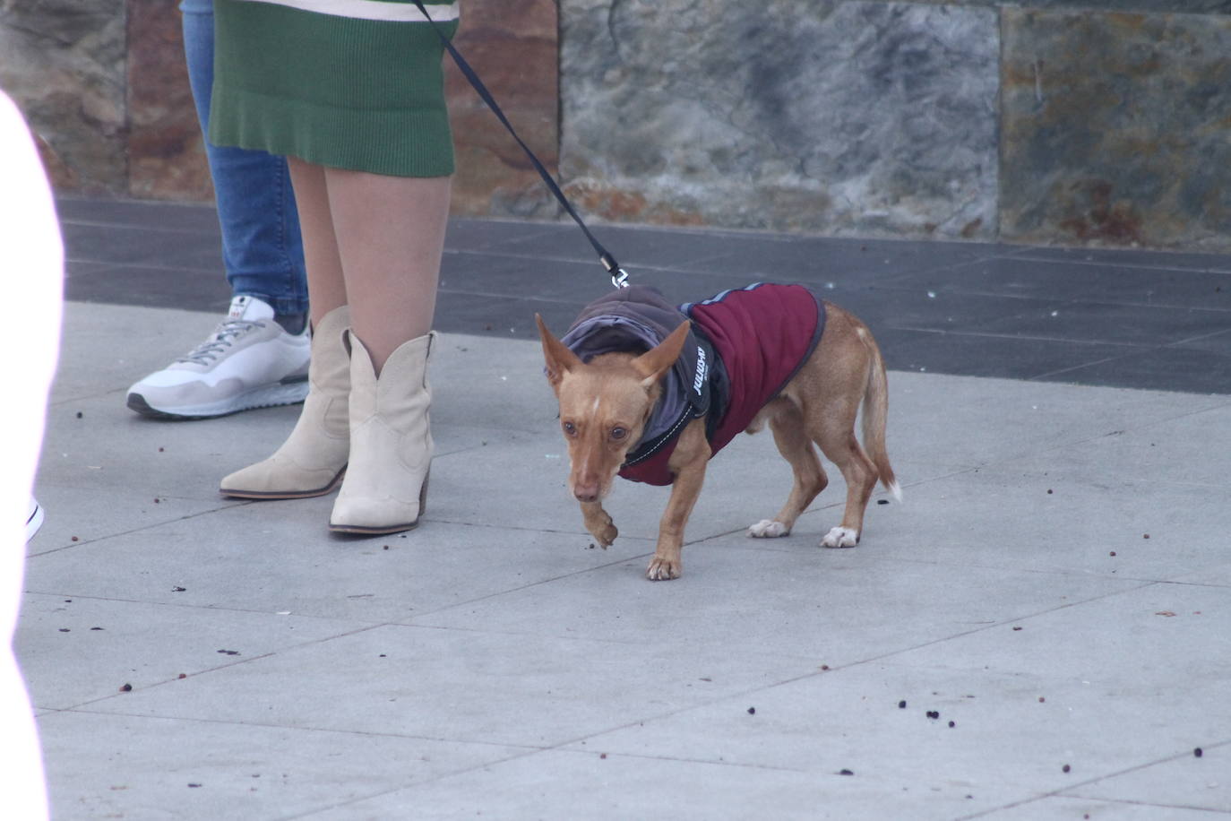 Fotos: III Desfile Canino