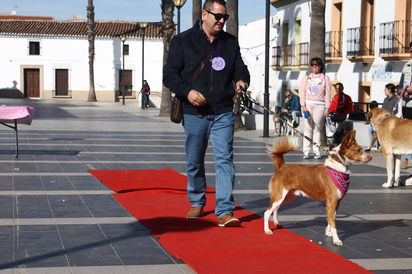 Fotos: III Desfile Canino