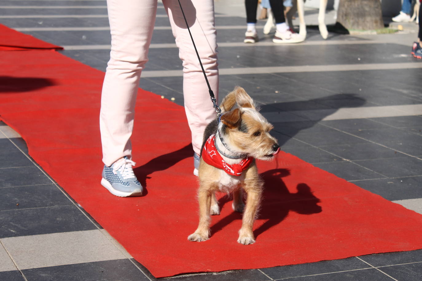 Fotos: III Desfile Canino