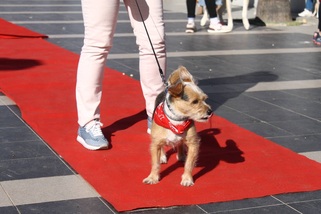 Fotos: III Desfile Canino