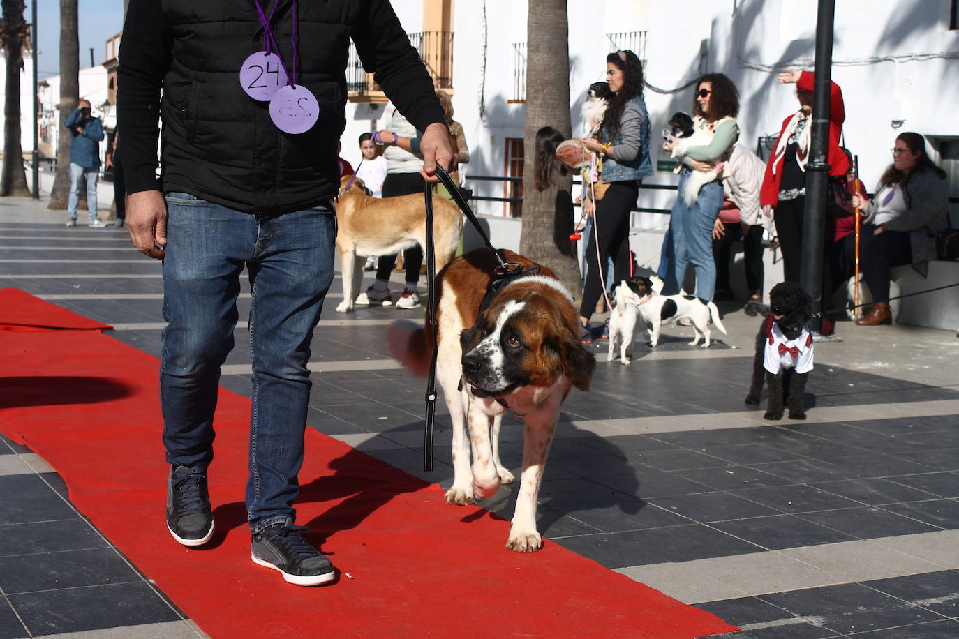 Fotos: III Desfile Canino