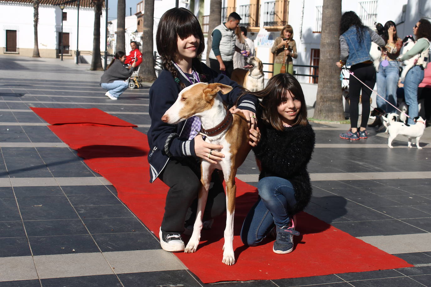 Fotos: III Desfile Canino