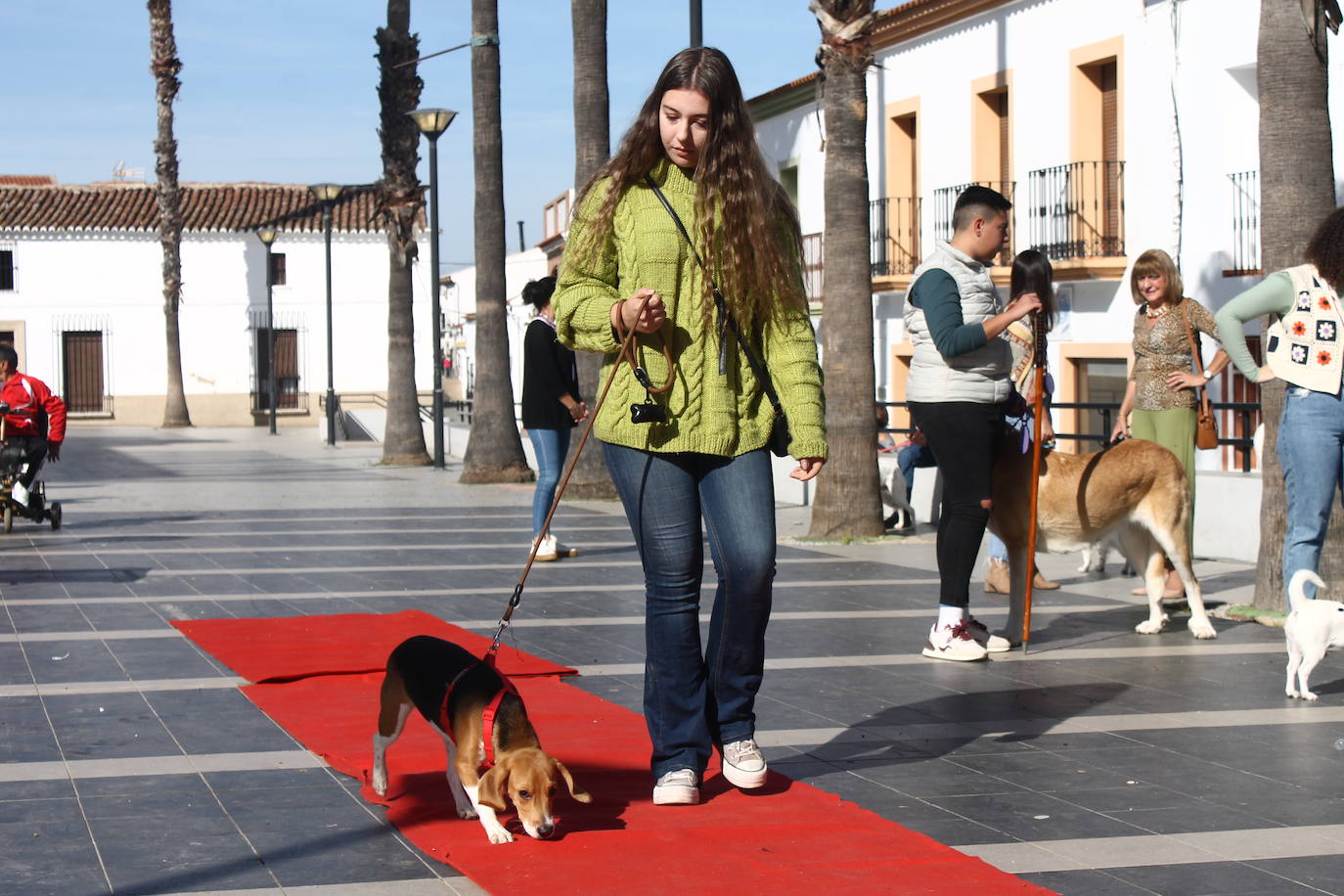 Fotos: III Desfile Canino
