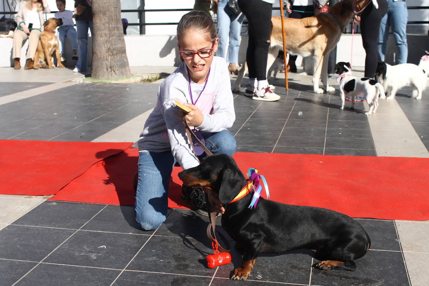 Fotos: III Desfile Canino