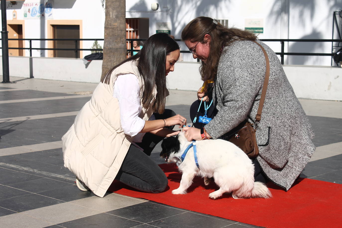 Fotos: III Desfile Canino