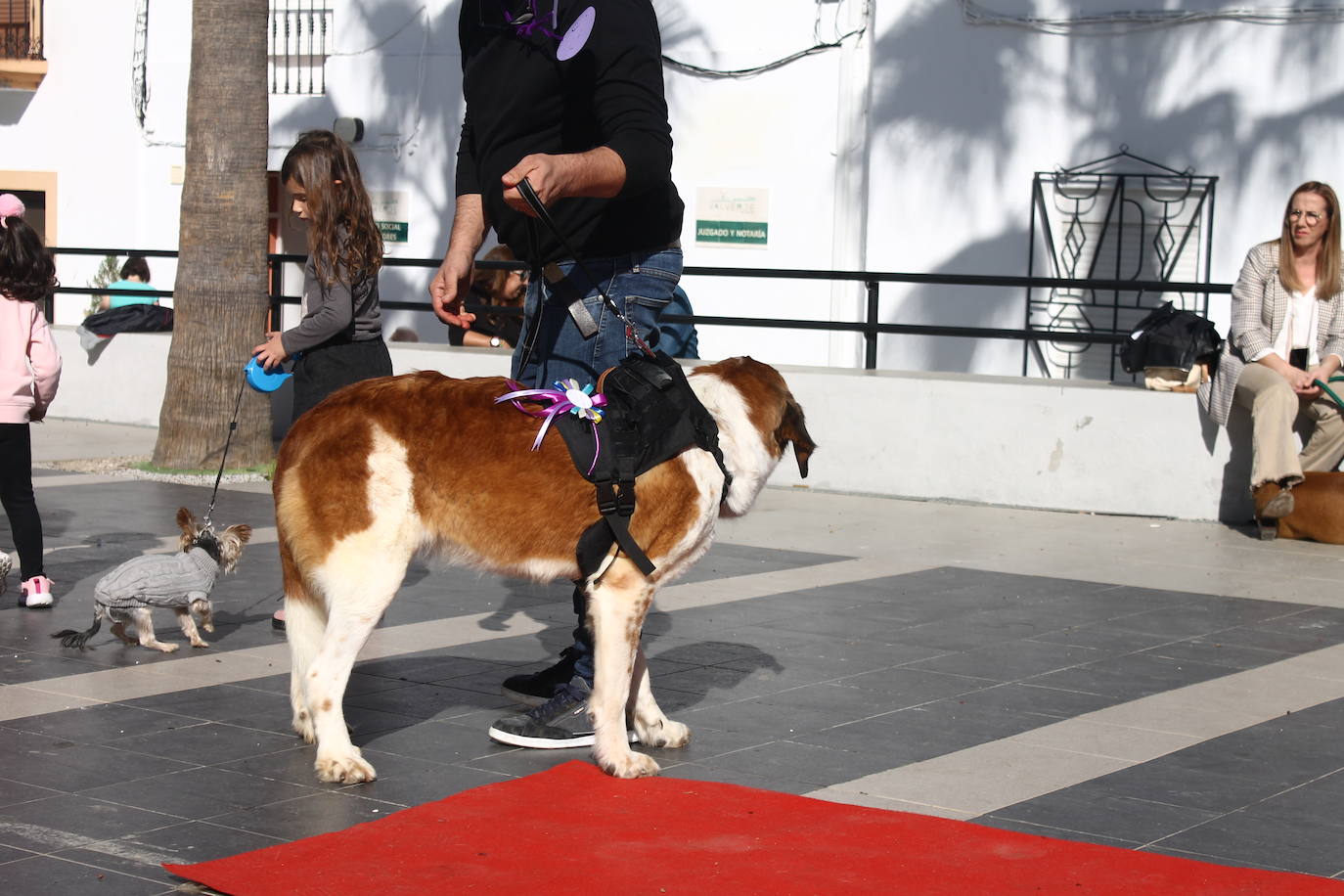 Fotos: III Desfile Canino