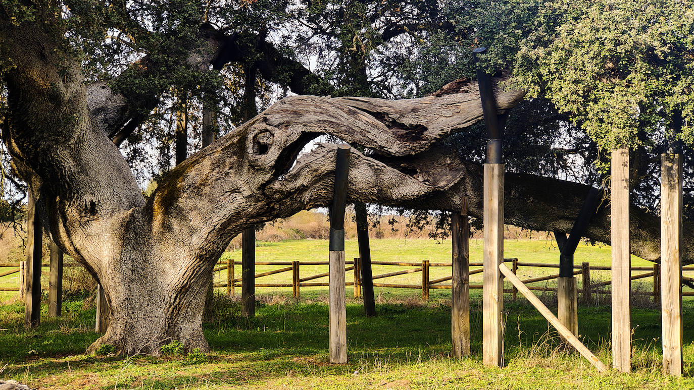 Encima Madre o Encina del Romo