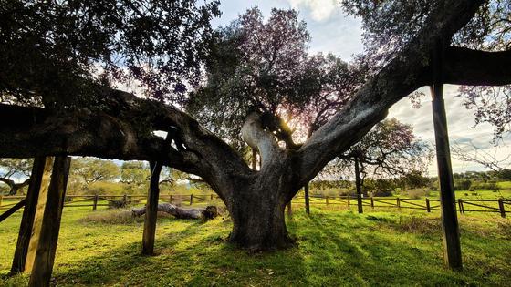 La Encina del Romo, la 'Madre' de todas las encinas