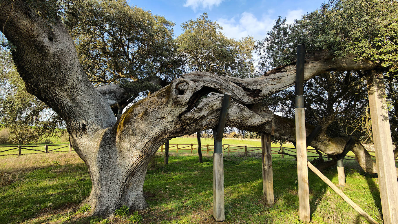 Encima Madre o Encina del Romo