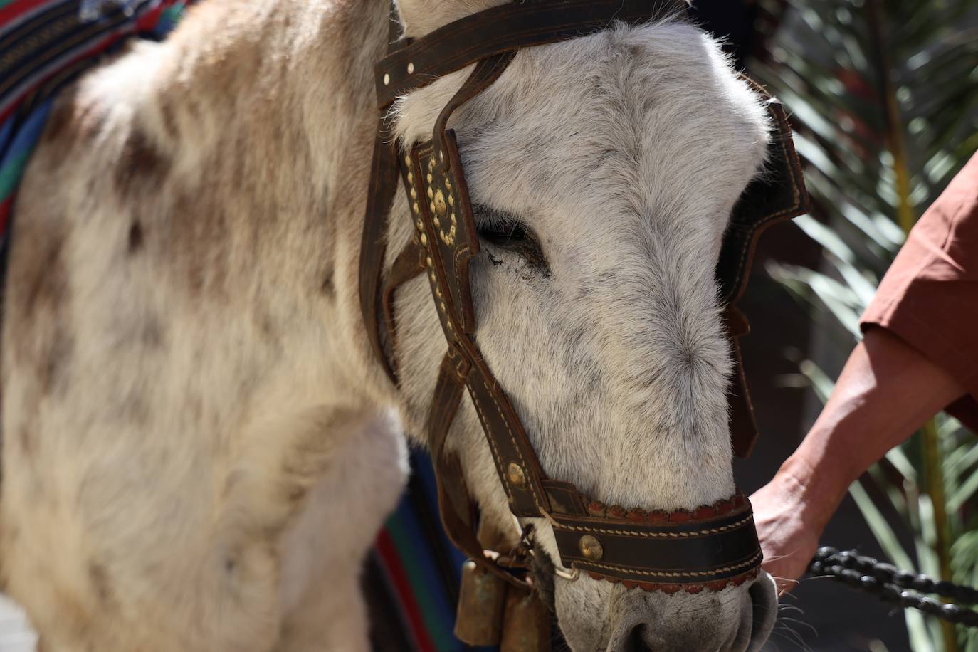 Domingo de Ramos