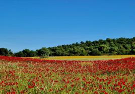 Este domingo hay una nueva ruta en El Rebellao
