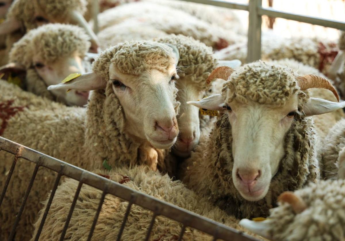 XII Vive la Trashumancia y IV Feria del Queso Artesano (I)