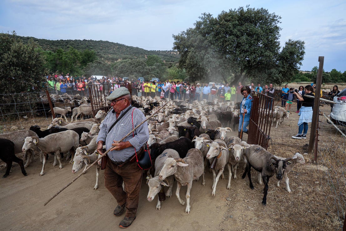 XII Vive la Trashumancia y IV Feria del Queso Artesano (V)