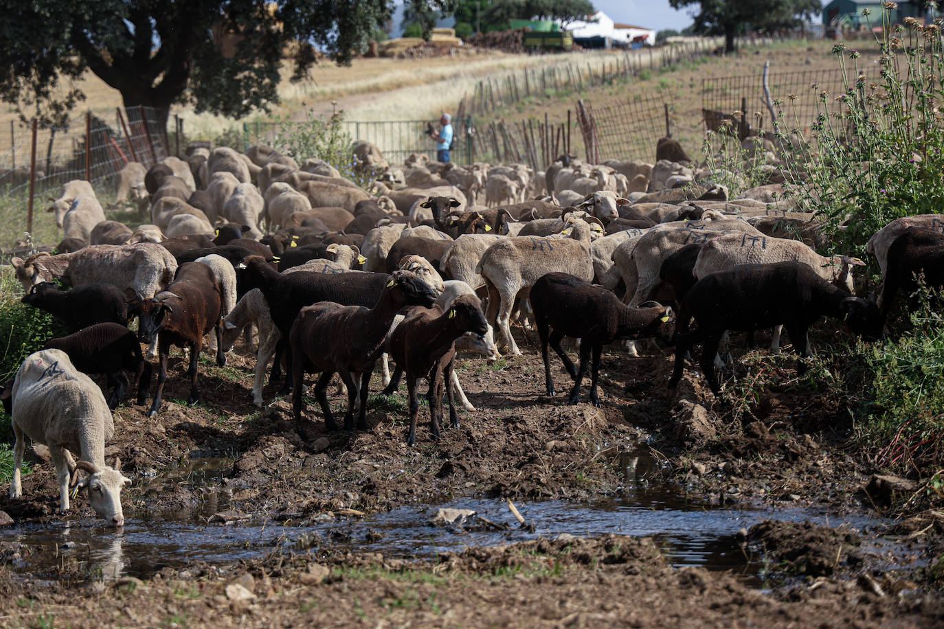 XII Vive la Trashumancia y IV Feria del Queso Artesano (V)