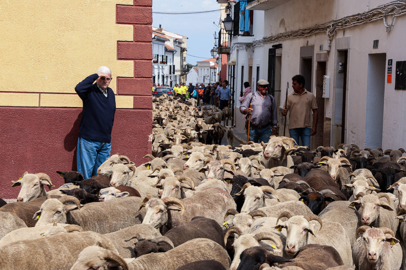 XII Vive la Trashumancia y IV Feria del Queso Artesano (V)