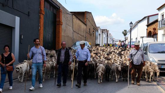 Ni la deseada lluvia logra deslucir 'La Trashumancia' y la 'Feria del Queso Artesano'