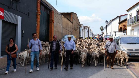 XII Vive la Trashumancia y IV Feria del Queso Artesano (V)